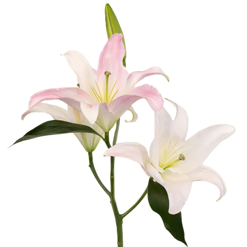 Blush Oriental Lily