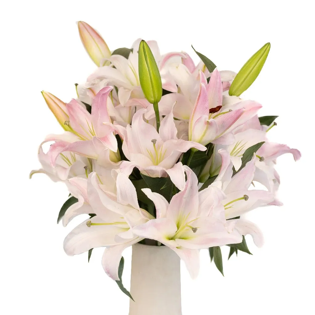 Blush Oriental Lily