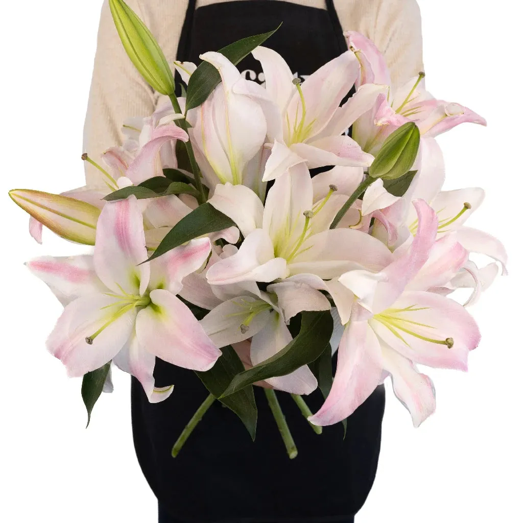 Blush Oriental Lily