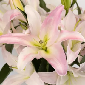 Blush Oriental Lily