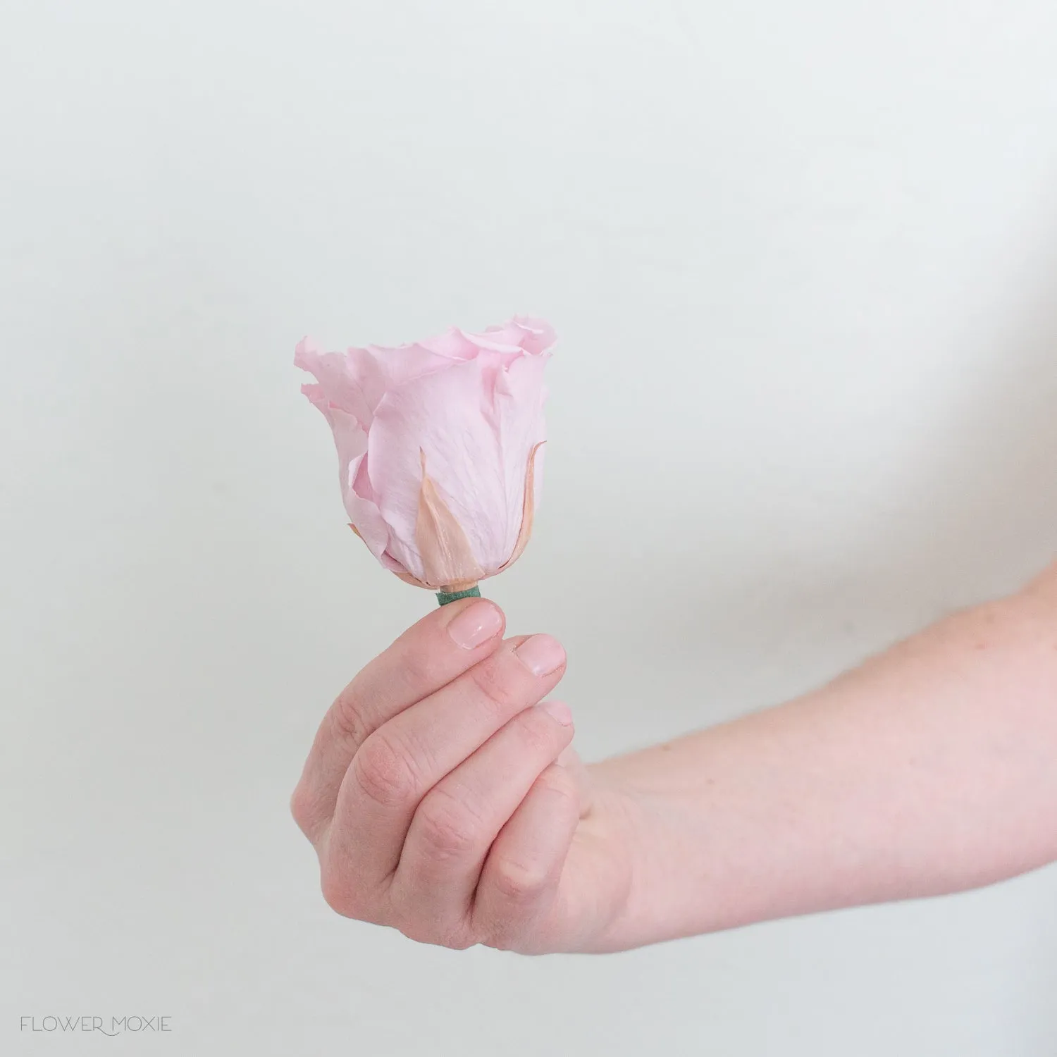 Light Pink Preserved Roses
