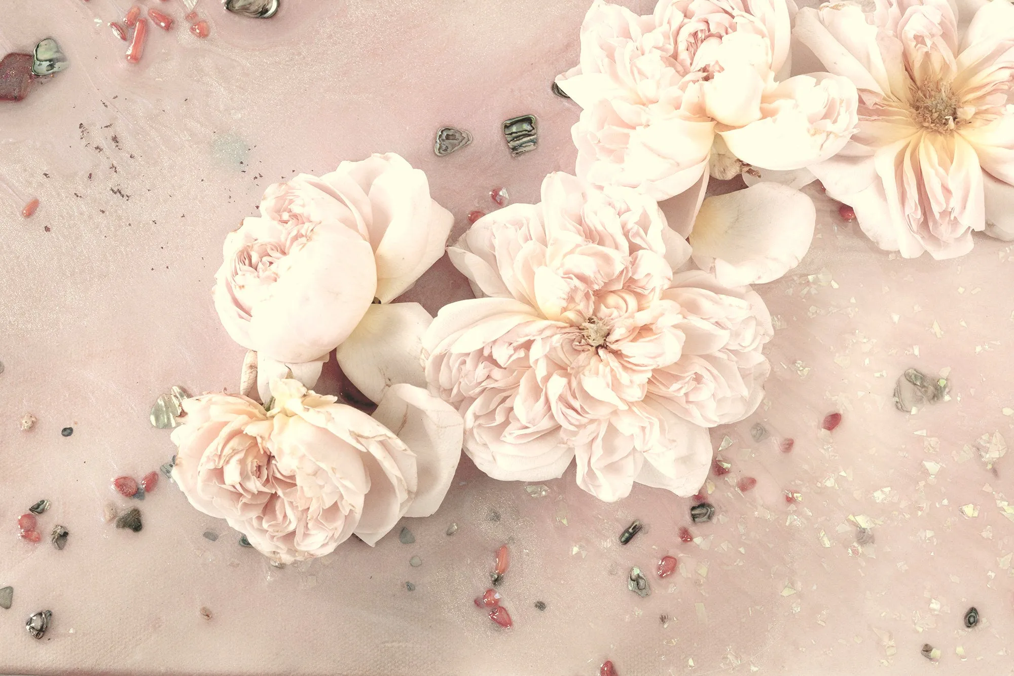 Rose Art and Kisses. Soft Pastel Rose Artwork. Limited Edition Print